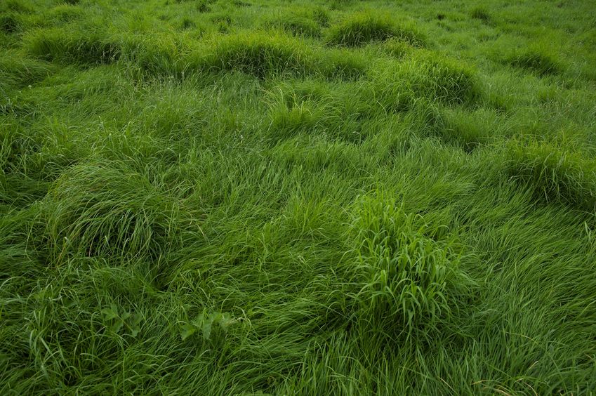 The confluence point lies in this grassy field