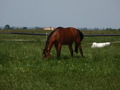 #9: Horse grazing at the confluence point