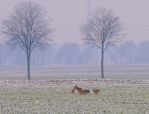 #1: Der Osterhase wohnt am Confluence Punkt?