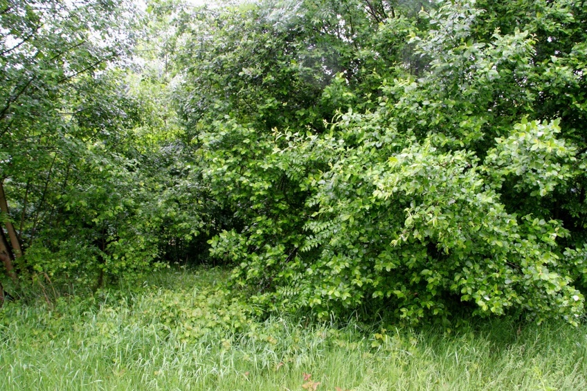 View to the West, the railway is just behind the trees