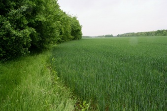 #1: The point in the field, close to the edge and view to the North