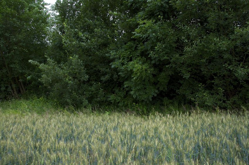 View West (towards the railroad - just beyond these bushes)