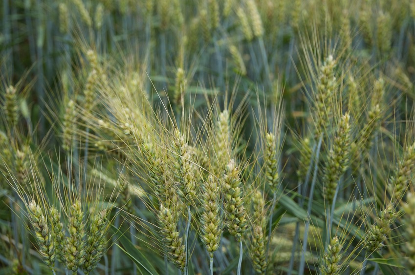 The confluence point lies in a wheat field