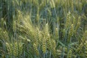 #5: The confluence point lies in a wheat field