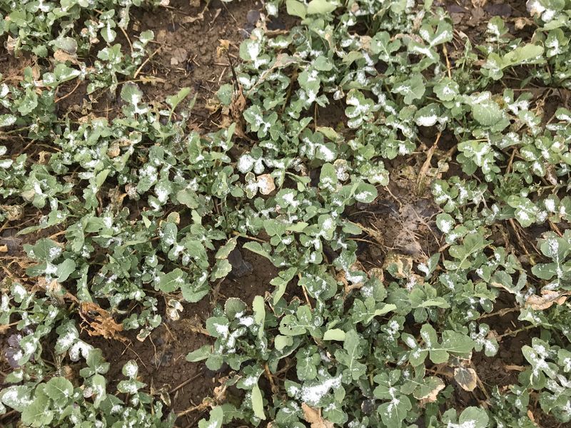 Ground cover at the confluence point. 