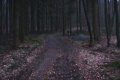 #3: The dark forest