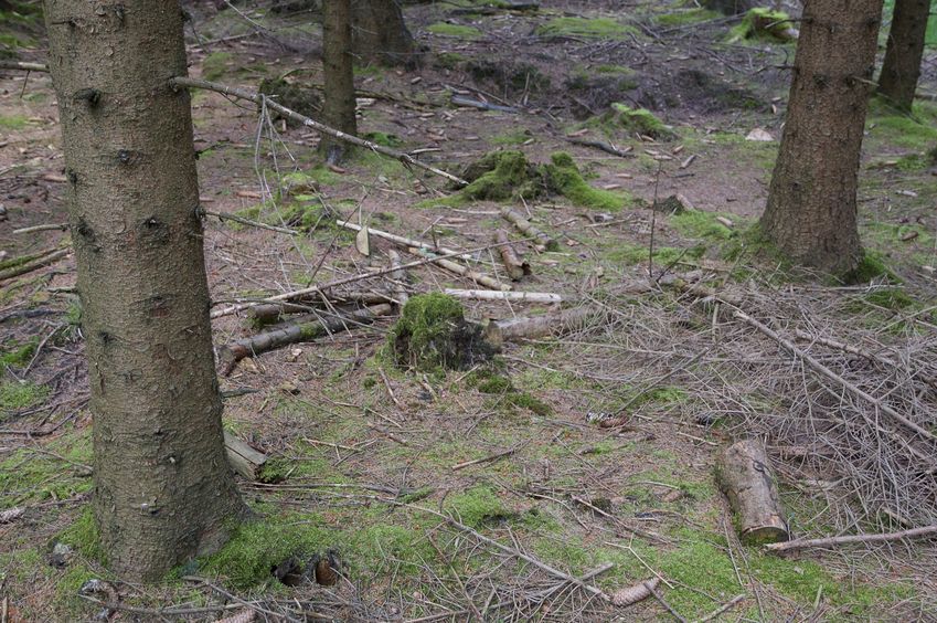 The confluence point lies in a commercial spruce forest