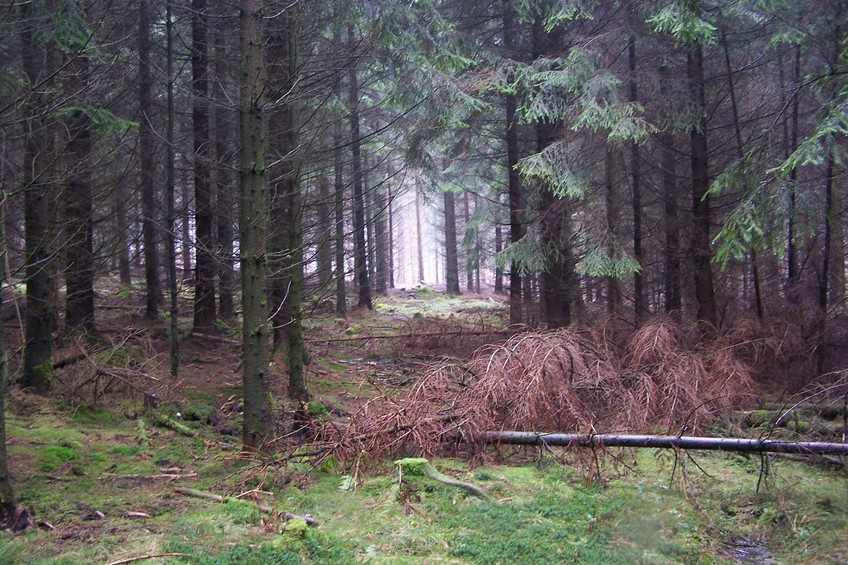 View towards E from the confluence