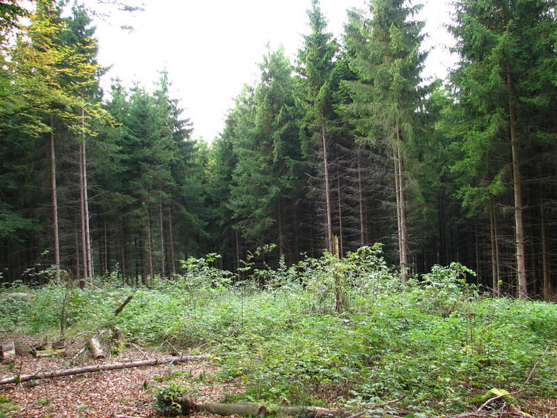 View across the forest glade towards West, the Confluence is somewhere under the trees in the background