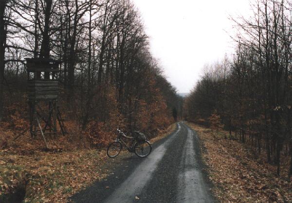 View from the forest to the open country