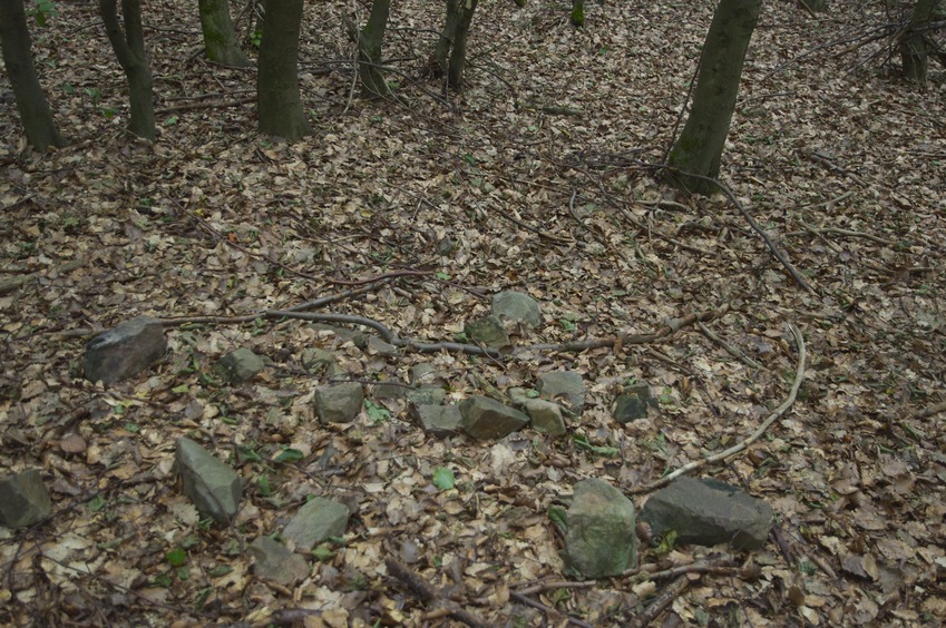 The confluence point lies in a forest.