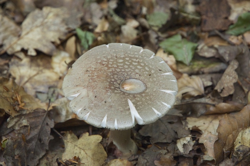 A mushroom growing near the confluence point