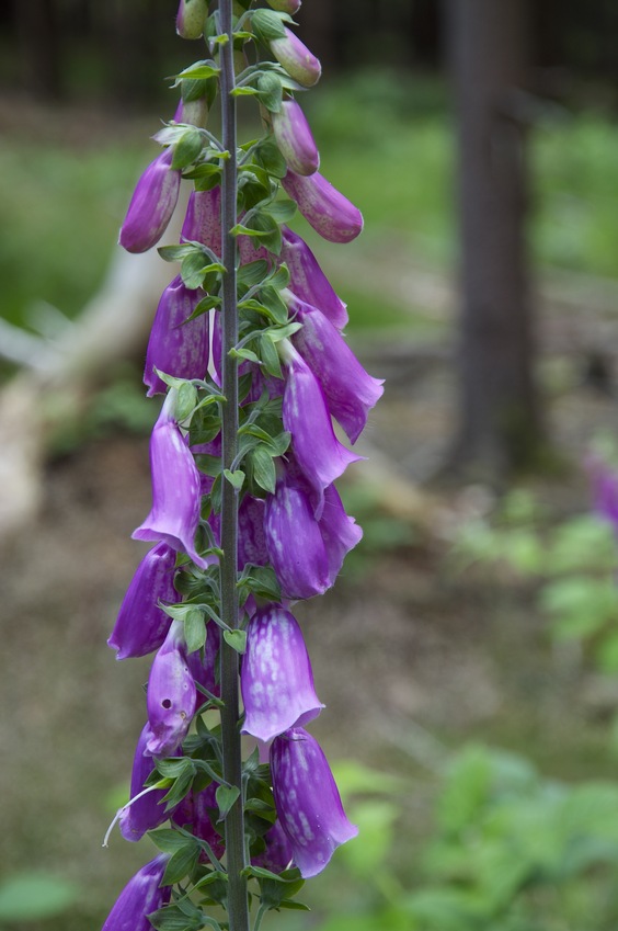 These pretty purple flowers (purple foxglove, Digitalis purpurea) were abundant as I walked towards the confluence point