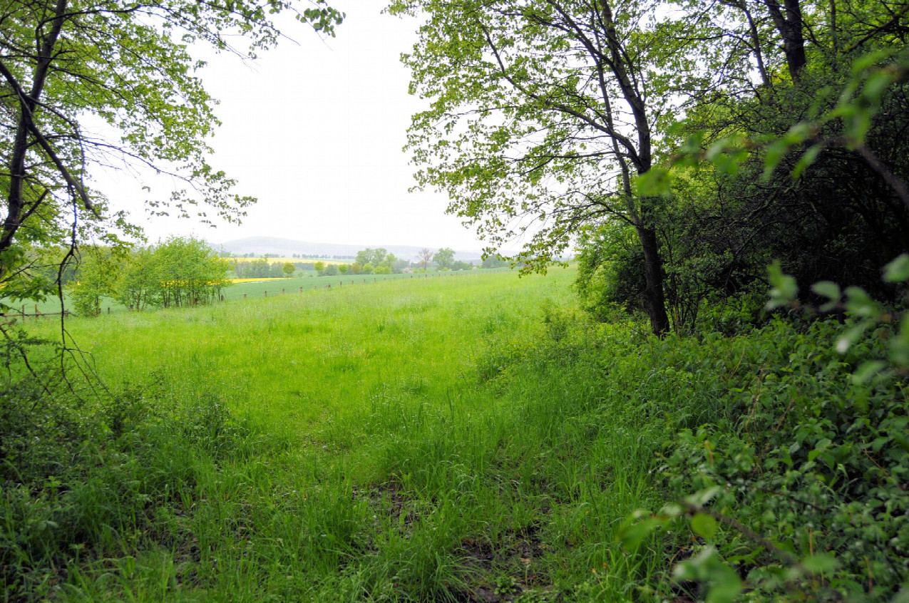 Bild 4 - Schöne Landschaft die aus dem Wald heraus auftut