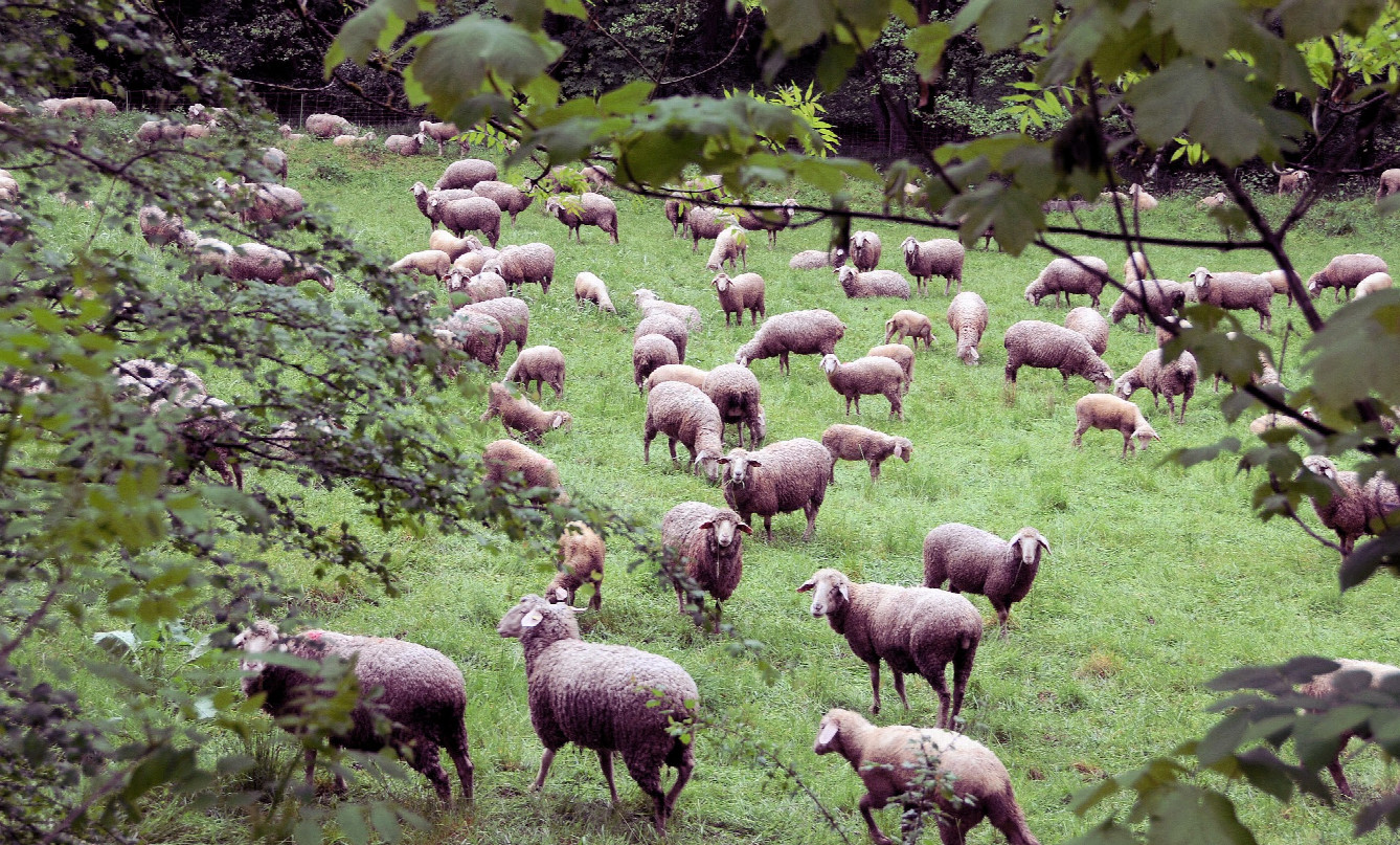Bild 7 - Schafe im Wald?!