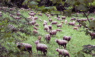 #7: Bild 7 - Schafe im Wald?!