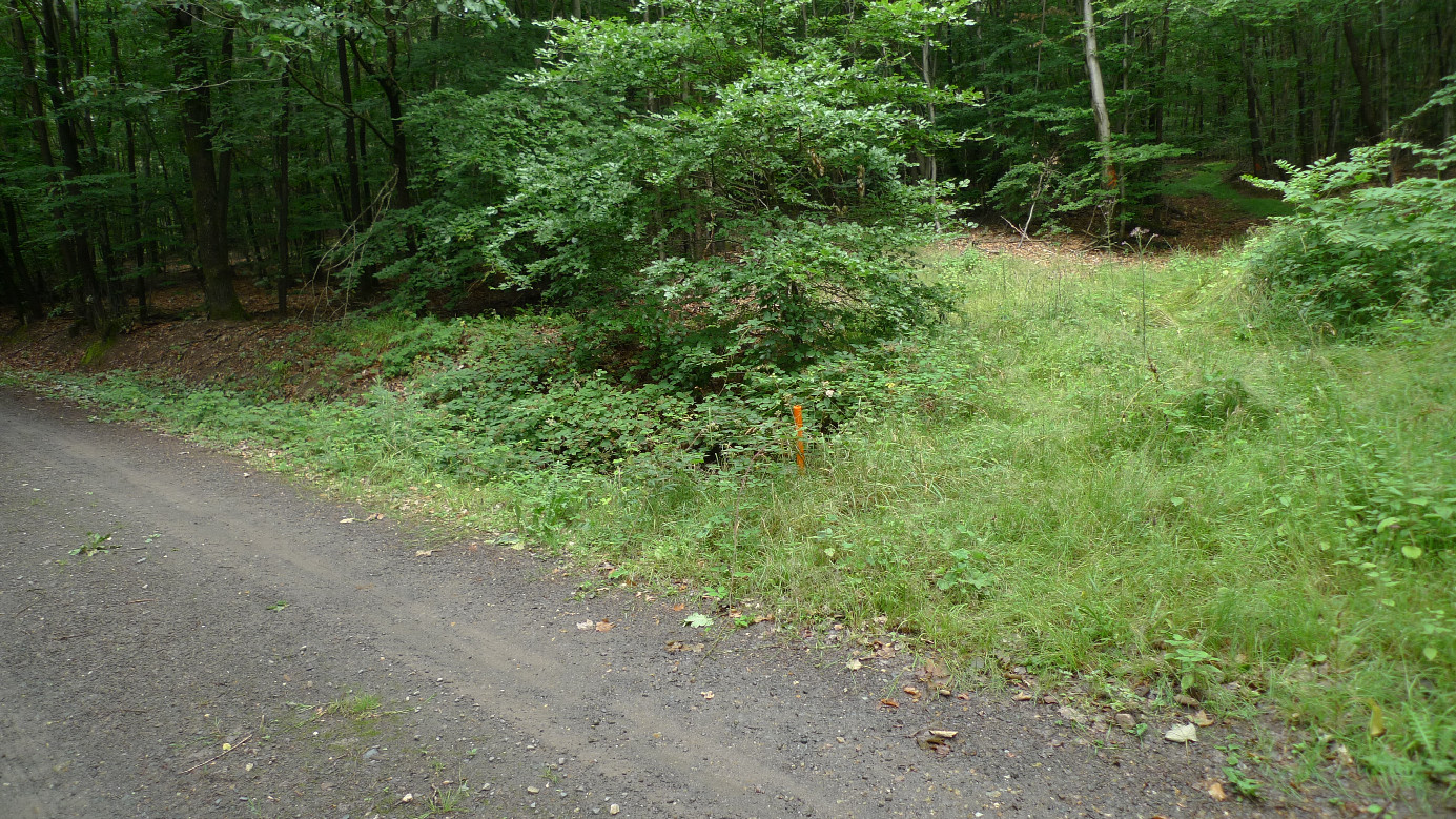 Path into the woods