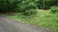#7: Path into the woods