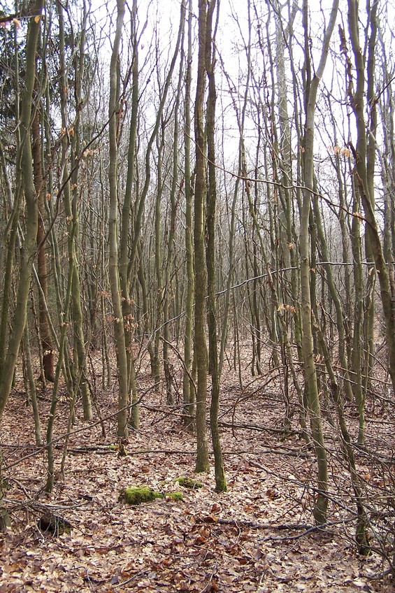 View towards S from the confluence