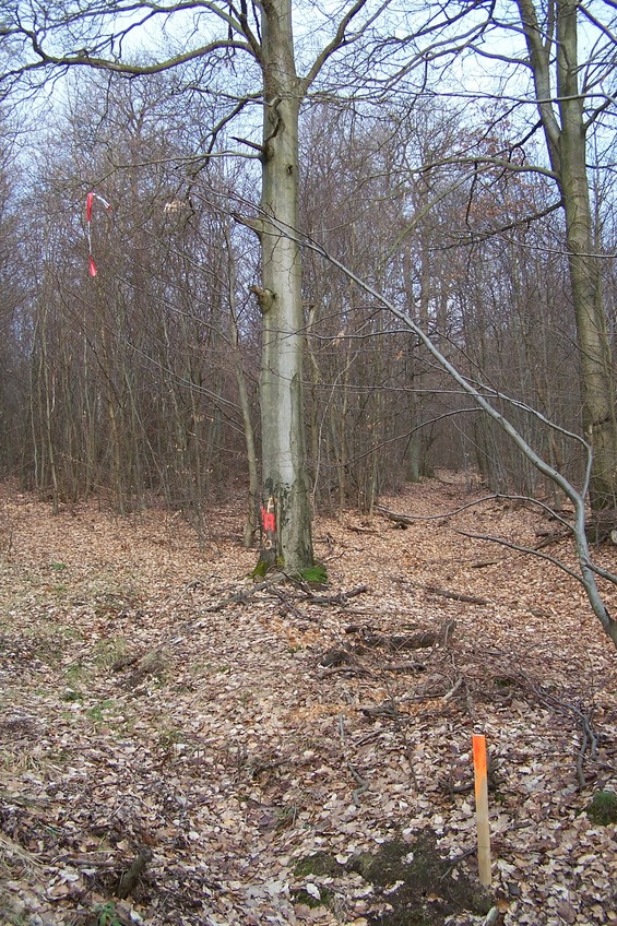 Mysterious markers ca. 600 m away from the confluence