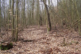 #1: General view of the confluence (towards N)