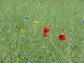 #8: Flowers in the canola field