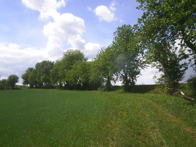 Path leading to confluence