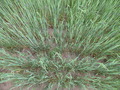 #7: Ground Zero
