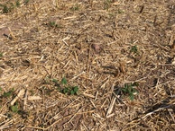 #6: Ground 
