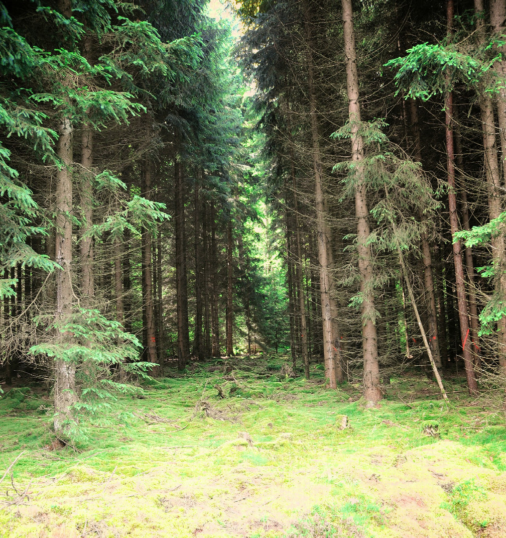 Schöne Route auch durch Wald