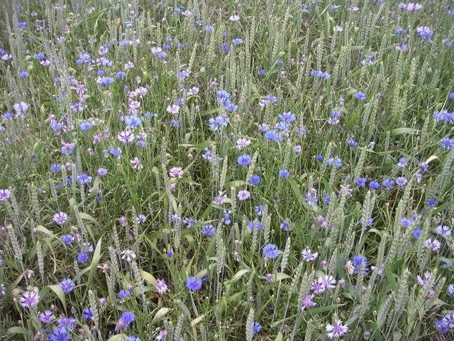 Flowers or weeds at the point