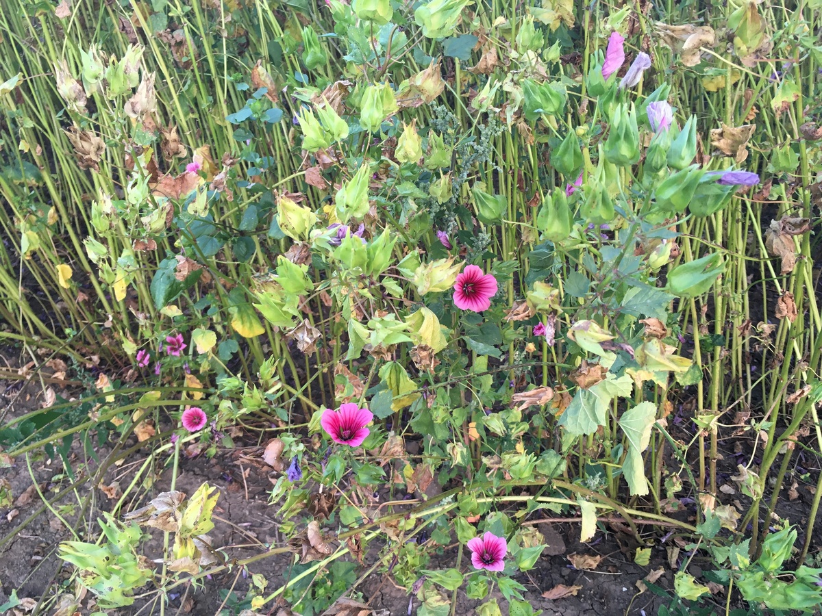 Flower near confluence point