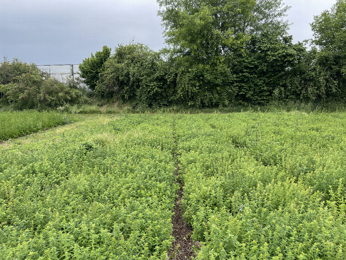 West-Southwest - Noise protection to highway Hannoversche Strasse