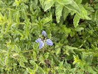 #6: Flora at the confluence point