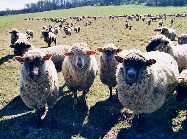 hundreds of sheep bleat at the village enter