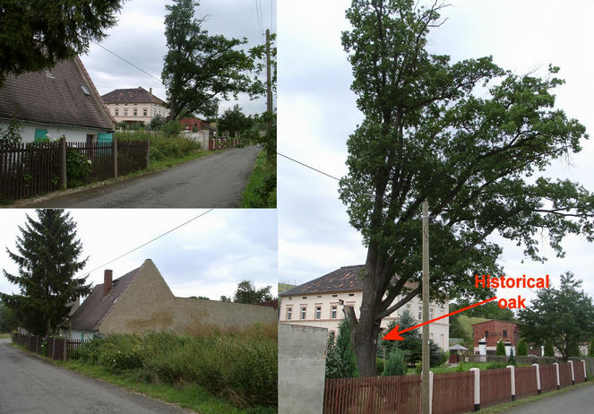 Houses in Rossendorf with old oak tree