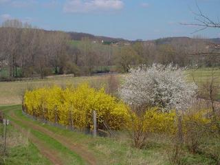 #1: confluence 51°N 12°E behind blooming trees
