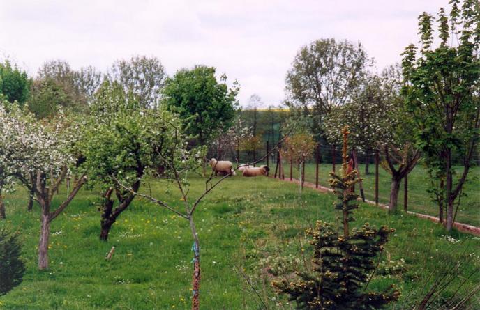 Sheep and rams grazing near the confluence