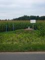 #7: Corn on the way