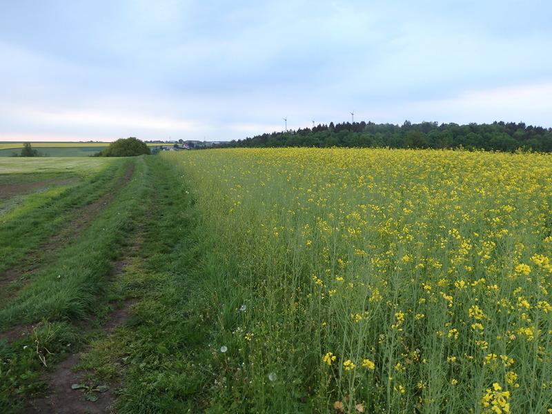 View to the East