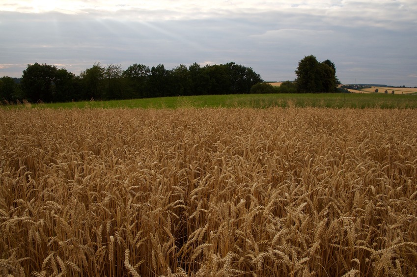 The confluence point lies in a wheat field, just 10 m from a farm path. (This is also a view to the North.)