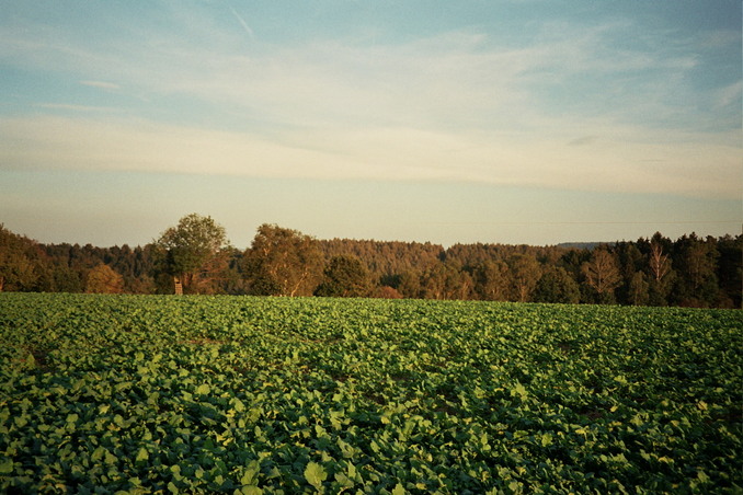 View towards E from the confluence