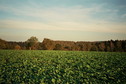 #2: View towards E from the confluence