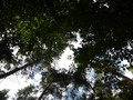 #7: Trees and sky above