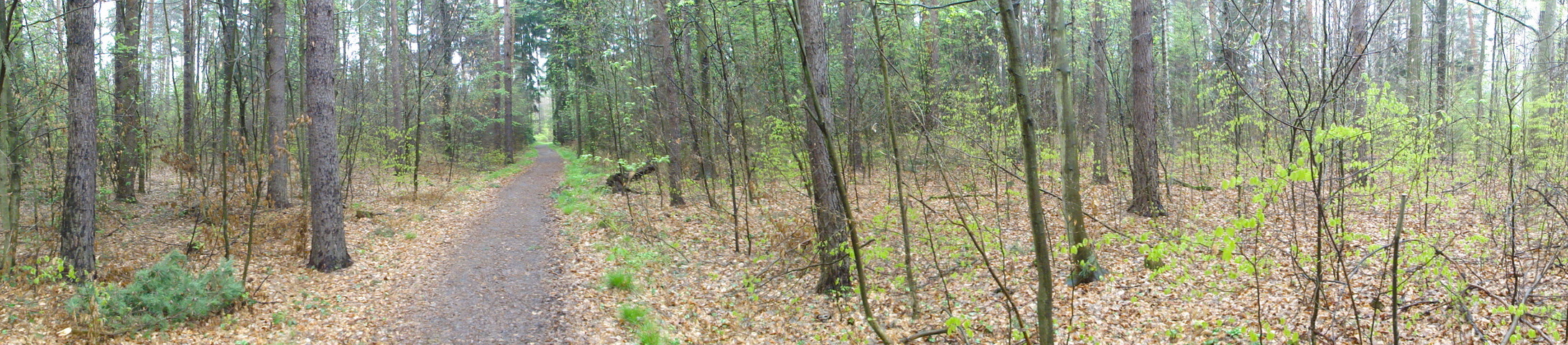Panoramic view from the point