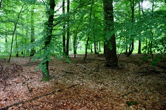 #1: The point, just between an old pine and a young beech