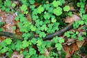 #9: Wet clover