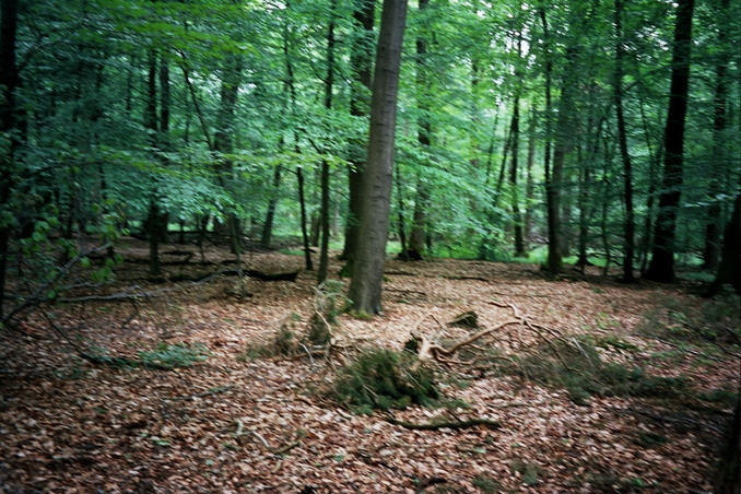 View towards N from the confluence