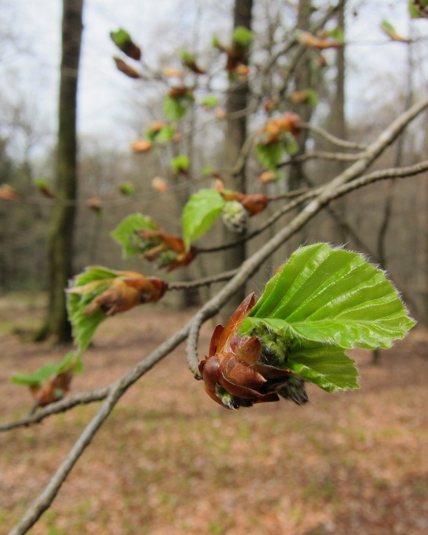 The forest in spring