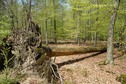 #10: Fallen tree